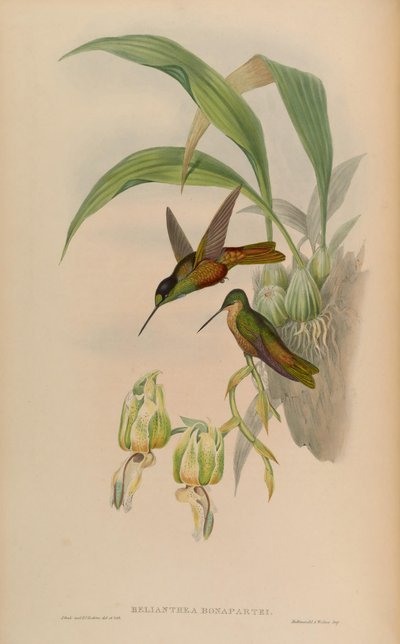 Helianthea bonapartei door John Gould